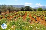 Robola wine region - Cephalonia (Kefalonia) - Photo 263 - Photo GreeceGuide.co.uk