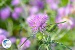 Flowers in Lassi - Cephalonia (Kefalonia) - Photo 313 - Photo GreeceGuide.co.uk