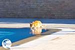 Poesje drinkt water uit swimming pool - Mediterranee Hotel - Cephalonia (Kefalonia) - Photo 314 - Photo GreeceGuide.co.uk