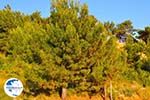 Pine trees Lassi - Cephalonia (Kefalonia) - Photo 503 - Photo GreeceGuide.co.uk