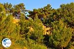 Pine trees Lassi - Cephalonia (Kefalonia) - Photo 504 - Photo GreeceGuide.co.uk