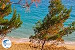 Pine trees in Lassi - Cephalonia (Kefalonia) - Photo 505 - Photo GreeceGuide.co.uk