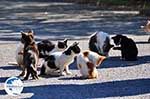 Poesjes and katten near the Asclepeion | Island of Kos | Greece Photo 1 - Photo GreeceGuide.co.uk