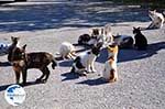 Poesjes and katten near the Asclepeion | Island of Kos | Greece Photo 2 - Photo GreeceGuide.co.uk