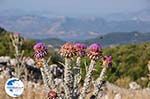 Wilde bloemen on the plateau near Englouvi - Lefkada (Lefkas) - Photo GreeceGuide.co.uk