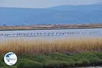 Beschermd natuurgebied voor vogels bay of Kalloni (Lesbos) - Photo GreeceGuide.co.uk