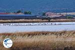 Beschermd natuurgebied voor vogels bay of Kalloni (Lesbos) Photo 3 - Photo GreeceGuide.co.uk