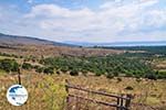 Olive trees  ten oosten of The bay of Kalloni - Photo GreeceGuide.co.uk