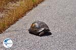 Schildpad near Skoutaros on the weg Antissa-Anaxos - Photo GreeceGuide.co.uk