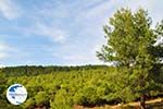 Bossen Lesbos near The bay of Gera near Mytilini 1 - Photo GreeceGuide.co.uk