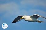 seagull near Mytilini - Lesbos - Photo GreeceGuide.co.uk