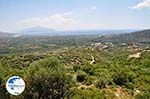 Olive trees  at the vlakte near Pythagorion and Heraion (Ireon) - Island of Samos - Photo GreeceGuide.co.uk