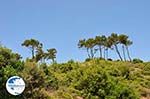 Groene nature of Samos - Island of Samos - Photo GreeceGuide.co.uk