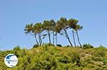 The groenrijke nature on Samos - Island of Samos - Photo GreeceGuide.co.uk