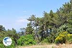 The nature on the heuvels rond Karlovassi - Island of Samos - Photo GreeceGuide.co.uk