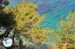 Bomen tot at The sea near Kokkari (beach Tsamadou) - Island of Samos - Photo GreeceGuide.co.uk