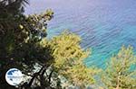 Bomen tot at the water near Kokkari (beach Tsamadou) - Island of Samos - Photo GreeceGuide.co.uk