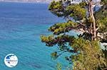 Bomen totat the beach of Kokkari (Tsamadou) - Island of Samos - Photo GreeceGuide.co.uk