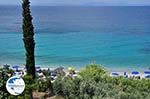 Olive trees  at beach Lemonakia near Kokkari - Island of Samos - Photo GreeceGuide.co.uk