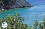 Olive trees  tot at The sea - Lemonakia near Kokkari- Island of Samos - Photo GreeceGuide.co.uk