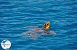 Caretta Caretta Laganas Bay | Greece | Greece  nr 5 - Photo GreeceGuide.co.uk