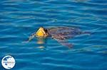 Caretta Caretta Laganas Bay | Greece | Greece  nr 10 - Photo GreeceGuide.co.uk