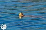 Caretta Caretta Laganas Bay | Greece | Greece  nr 11 - Photo GreeceGuide.co.uk