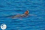 Caretta Caretta Laganas Bay | Greece | Greece  nr 12 - Photo GreeceGuide.co.uk