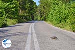 Schildpad over the weg in North-Euboea | Greece | Greece  - Photo GreeceGuide.co.uk