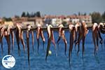 Agria Pilion - Magnesia - Thessaly - Greece  005 - Photo GreeceGuide.co.uk