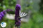 Vlinder in tuin hotel Porfyron in Ano Pedina Photo 2 - Zagori Epirus - Photo GreeceGuide.co.uk