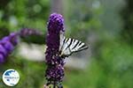 Vlinder in tuin hotel Porfyron in Ano Pedina Photo 2 - Zagori Epirus - Photo GreeceGuide.co.uk