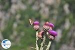 Vlinder on bloem Vikos gorge Photo 1 - Zagori Epirus - Photo GreeceGuide.co.uk