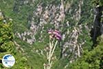 Vlinder on bloem Vikos gorge Photo 2 - Zagori Epirus - Photo GreeceGuide.co.uk