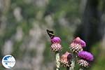 Vlinder on bloem Vikos gorge Photo 3 - Zagori Epirus - Photo GreeceGuide.co.uk