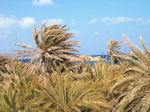 Vai Crete - Lassithi Prefecture - Photo 2 - Photo GreeceGuide.co.uk