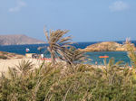 Vai Crete - Lassithi Prefecture - Photo 3 - Photo GreeceGuide.co.uk