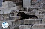 Zwervershond at the Propylaia of the Acropolis of Athens - Photo GreeceGuide.co.uk