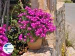 Magentakleurige  flowers in Skaleta - Photo GreeceGuide.co.uk