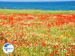 Beautiful  flowers uit Crete - Photo GreeceGuide.co.uk
