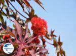 Beautiful rode  flower in Skaleta - Photo GreeceGuide.co.uk
