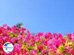 Beautiful  flowers uit Crete - Photo GreeceGuide.co.uk