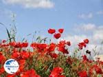 Beautiful Photo of Klaprozen-Papavers Crete - Photo GreeceGuide.co.uk