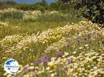 Bloemenpracht Crete - Photo GreeceGuide.co.uk