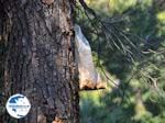 Northern Euboea | near Rovies and Aedipsos - Photo GreeceGuide.co.uk