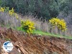Yellow  flowers south Euboea (Near Marmari Evia) - Photo GreeceGuide.co.uk