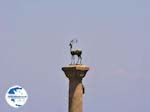 Rhodes town - Dodecanese - Greece Guide photo 26 - Photo GreeceGuide.co.uk
