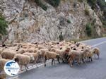 Schapen on the weg between Perama and Anogia - Photo GreeceGuide.co.uk