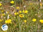 Bees and Butterflies on  flowers (Crete) - Photo GreeceGuide.co.uk