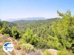 Petaloudes - Valley of Butterflies Rhodes - Dodecanese Greece photo 4 - Photo GreeceGuide.co.uk
